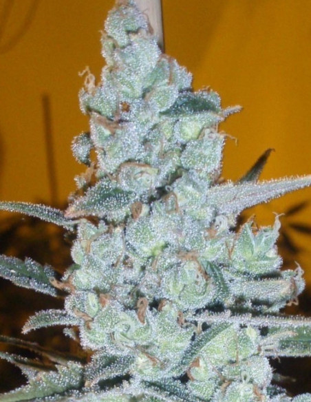 Jack Herer  Feminisiert (Gnomes Seeds)-Gnomes Seeds-GnomesGarden