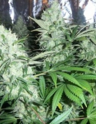 AK 471 Feminisiert (Gnomes Seeds)