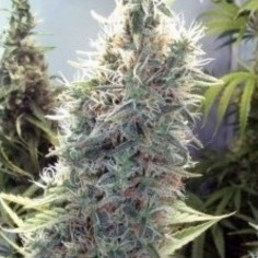 Cindy 99 Fast Version Feminizado (Gnomes Seeds)
