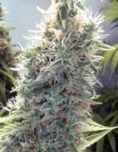Cindy 99 Fast Version Feminisiert (Gnomes Seeds)