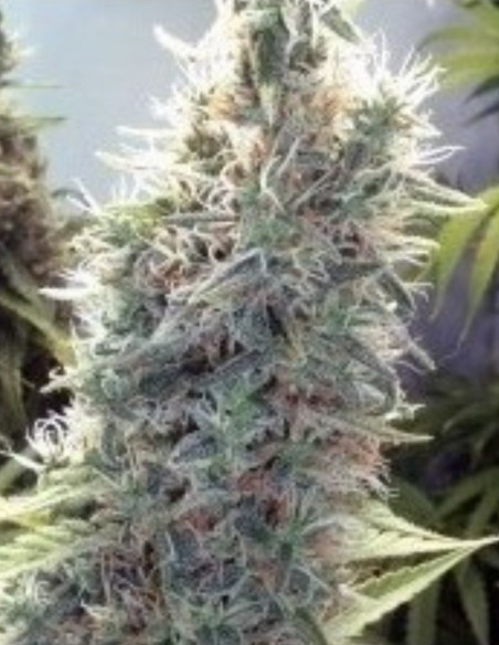 Cindy 99 Fast Version Feminizowane (Gnomes Seeds)-Gnomes Seeds-GnomesGarden