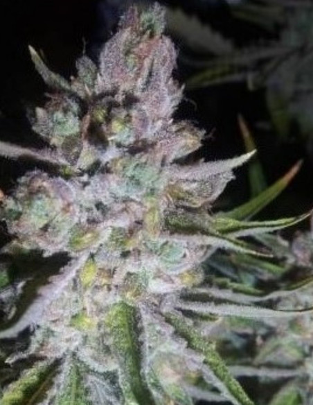 Auto OG Kush Feminizovane (Gnomes Seeds)-Gnomes Seeds-GnomesGarden