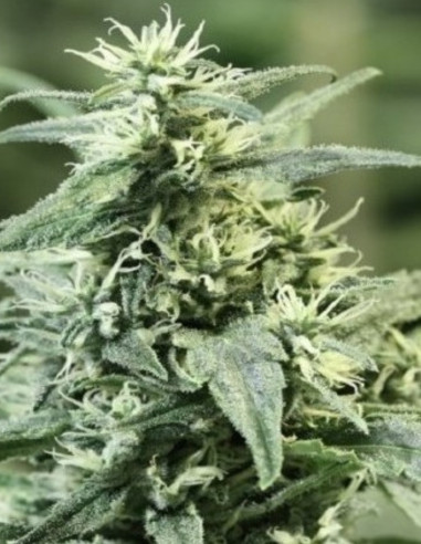 Fast Amnesia Lemon Feminisiert (Gnomes Seeds)-Gnomes Seeds-GnomesGarden