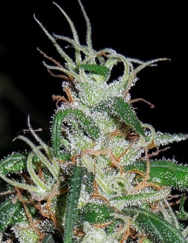 Fast Black Domina Feminisiert (Gnomes Seeds)