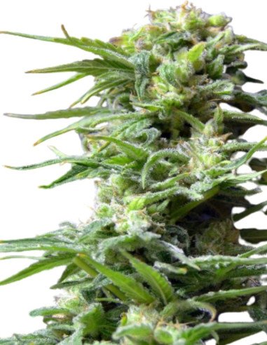 Fast AK 47 Feminisiert (Gnomes Seeds)