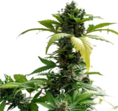 Auto White Widow Feminizovane (Gnomes Seeds)