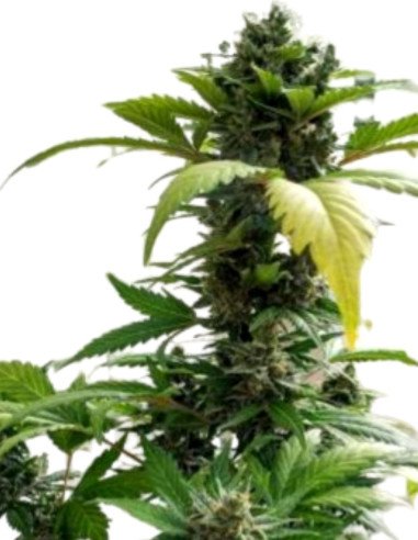 Auto White Widow Feminisiert (Gnomes Seeds)