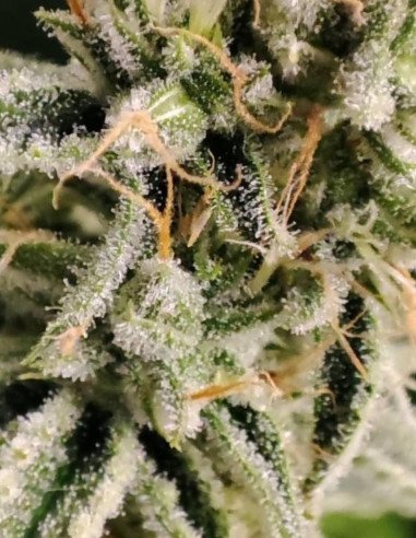Auto Tahoe OG Kush Feminizado (Gnomes Seeds)