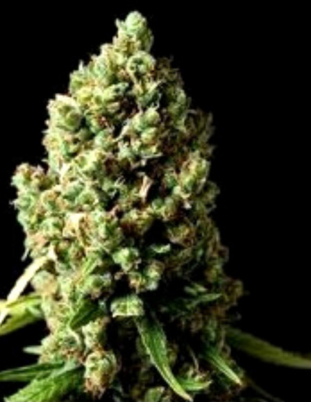 Amnesia Fast Version Feminizado (Gnomes Seeds)-Gnomes Seeds-GnomesGarden