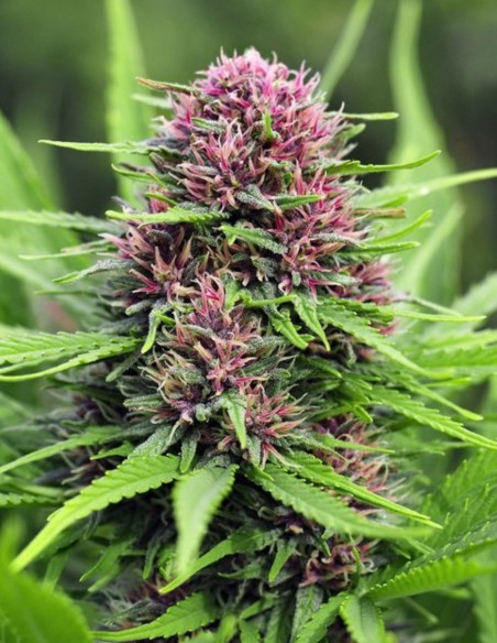 Frisian Dew Fast Feminised (BioGenetic)-Biogenetic-GnomesGarden