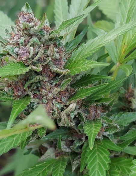 Hollands Hope Fast Feminised (BioGenetic)-Biogenetic-GnomesGarden