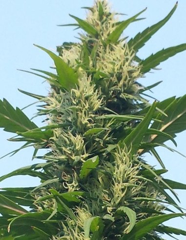 Durban Poison Fast Feminizowane  (BioGenetic)