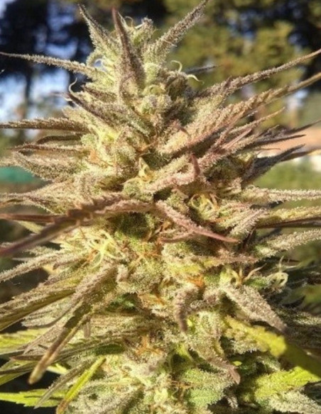 Grapefruit Cookies Fast Feminizowane  (BioGenetic)-Biogenetic-GnomesGarden