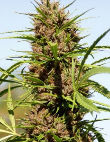 Purple Fast Feminised (BioGenetic)-Biogenetic-GnomesGarden