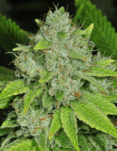 Passion x Guerilla Gold Fast Feminizowane  (BioGenetic)