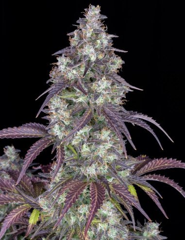 Lemon Pie Auto Feminized (FastBuds)