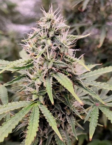Purp Afgani Auto Feminizowane (Gnomes Seeds)