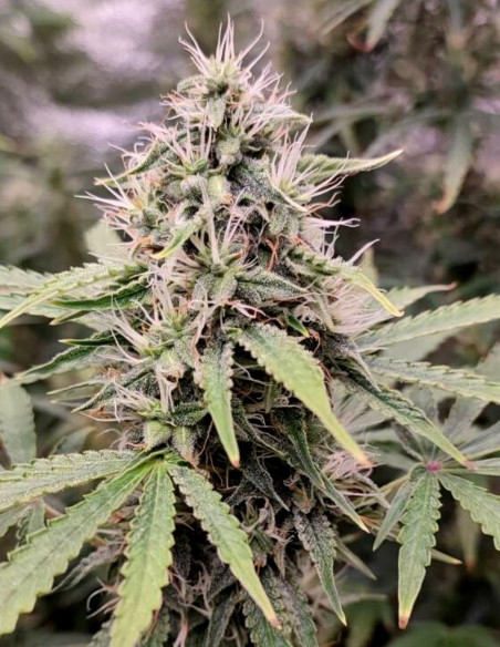 Purp Afgani Auto Feminized (Gnomes Seeds)-Gnomes Seeds-GnomesGarden