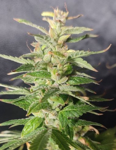 Amnesia XXL S1 Auto Feminizowane (Gnomes Seeds)