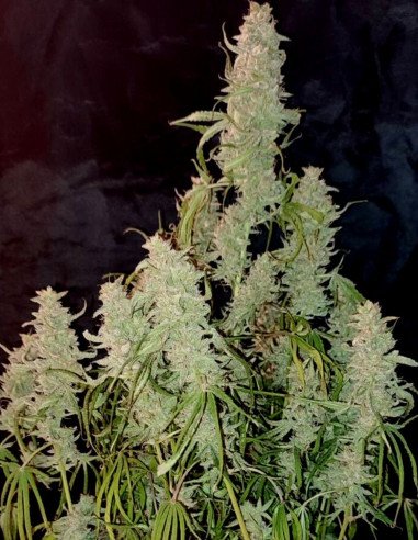 Sour D. Ryder Auto Feminisiert (Gnomes Seeds)