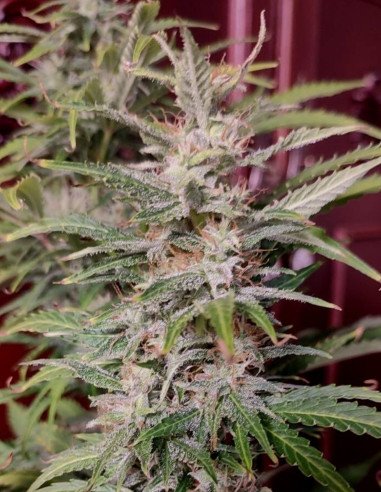 Auto Zamaldelica x  Auto Amnesia XXL (Malawnezja) Feminized (Gnomes Seeds)