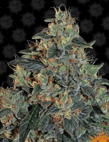 Blueberry Og Feminized (Barney's Farm)