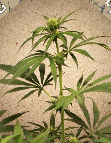 CBD Terra Itali Feminized (Female Seeds)