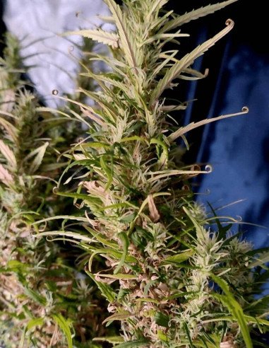 Auto Strawberry Mango Haze Feminisiert (Gnomes Seeds)