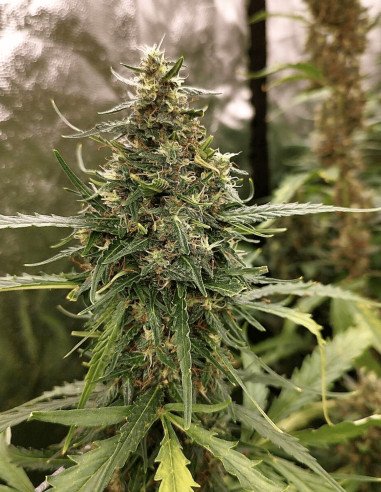 Auto G13 Cookies Feminizowane (Gnomes Seeds)