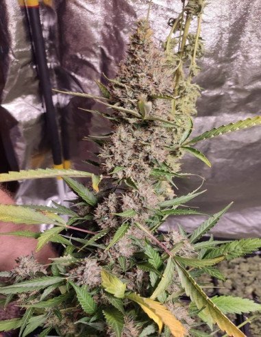 White Russian Feminized (Gnomes Seeds)