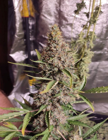 White Russian Feminized (Gnomes Seeds)-Gnomes Seeds-GnomesGarden