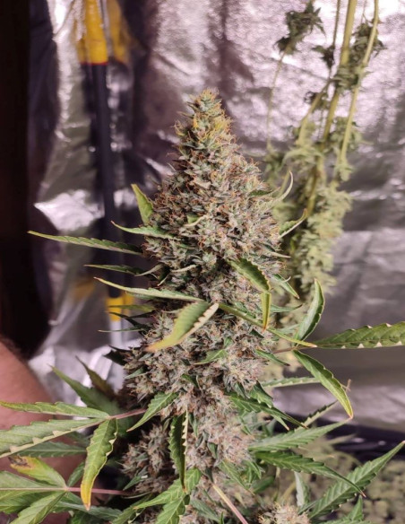 White Russian Feminized (Gnomes Seeds)-Gnomes Seeds-GnomesGarden
