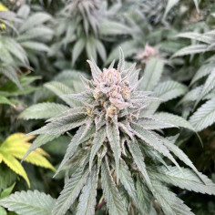 La Confidental x Afghan Kush Feminizowane (Gnomes Seeds)