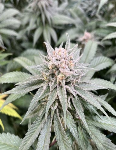 La Confidental x Afghan Kush Feminizowane (Gnomes Seeds)