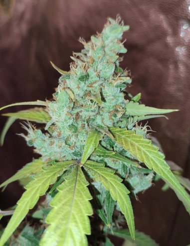 Gelato Feminizowane (Gnomes Seeds)