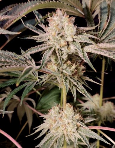Chembanner Regular (Gnomes Seeds)