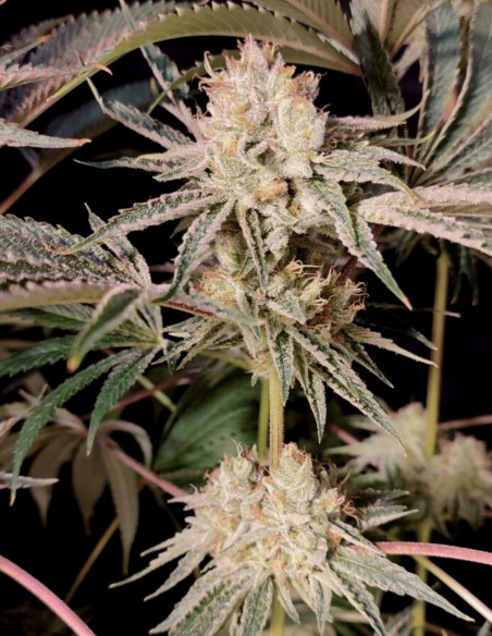Chembanner Regular (Gnomes Seeds)-Gnomes Seeds-GnomesGarden