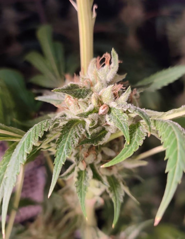 Chembanner Regular (Gnomes Seeds)-Gnomes Seeds-GnomesGarden