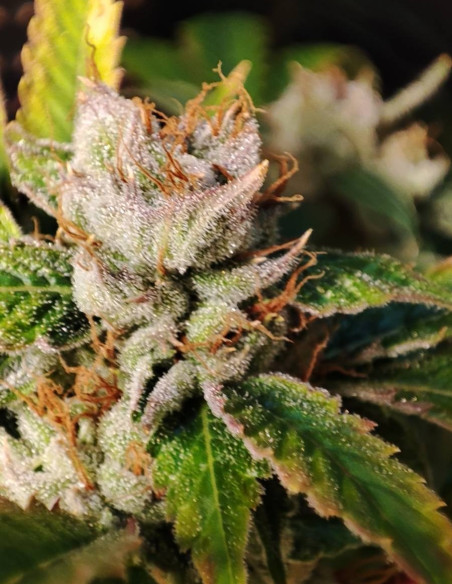 Chembanner Regular (Gnomes Seeds)-Gnomes Seeds-GnomesGarden