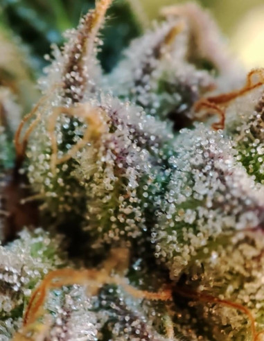 Chembanner Regular (Gnomes Seeds)-Gnomes Seeds-GnomesGarden
