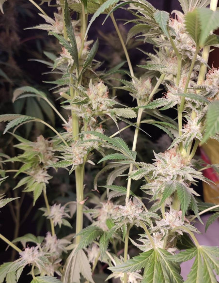 Chembanner Regular (Gnomes Seeds)-Gnomes Seeds-GnomesGarden