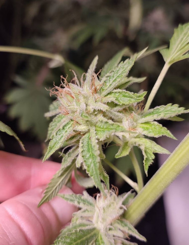 Chembanner Regular (Gnomes Seeds) Chwastuho-Gnomes Seeds-GnomesGarden