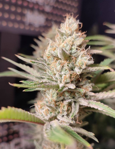 Chembanner Regular (Gnomes Seeds) Chwastuho-Gnomes Seeds-GnomesGarden