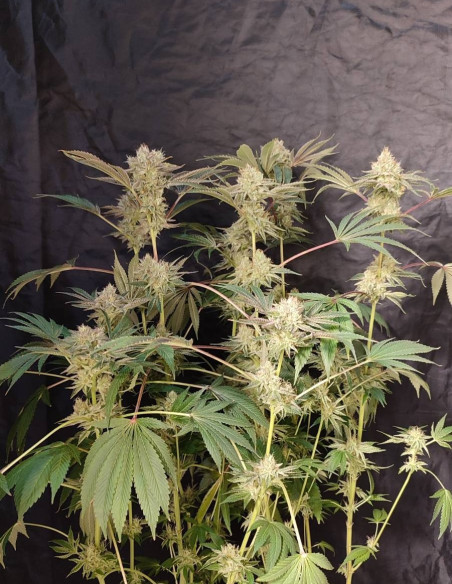 Chembanner Regular (Gnomes Seeds)-Gnomes Seeds-GnomesGarden