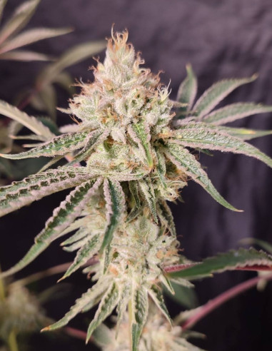 Chembanner Regular (Gnomes Seeds)-Gnomes Seeds-GnomesGarden