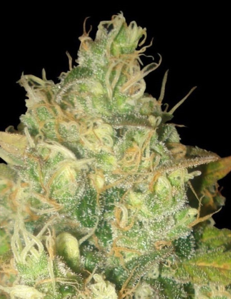 Fast White Russian Feminizowane (Gnomes Seeds)-Gnomes Seeds-GnomesGarden