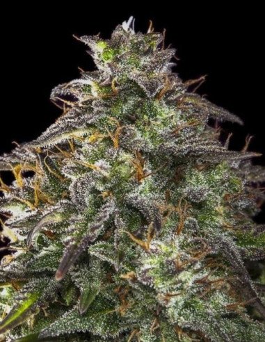 Auto Blueberry  (Gnomes Seeds)