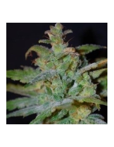 Auto AK 47 Feminizowane (Gnomes Seeds)-Gnomes Seeds-GnomesGarden