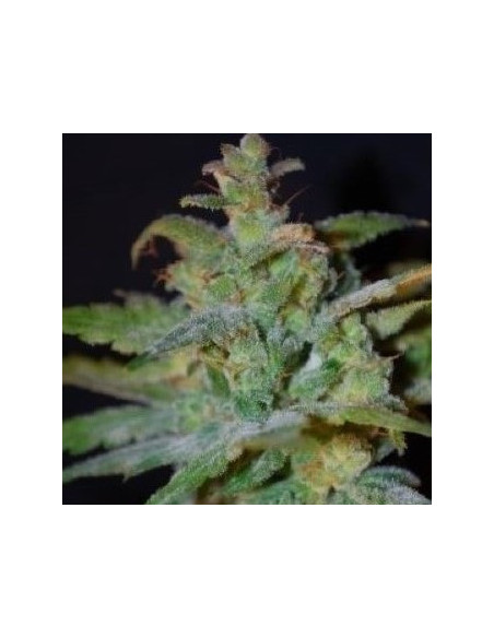Auto AK 47 Feminizowane (Gnomes Seeds)-Gnomes Seeds-GnomesGarden