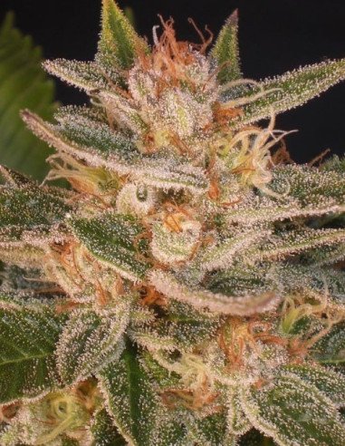 BlueBerry CheeseCake Feminizowane (Gnomes Seeds)